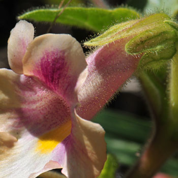 Proboscidea parviflora, Doubleclaw